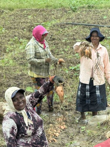 field-workers-3-women-holding-yams---copy